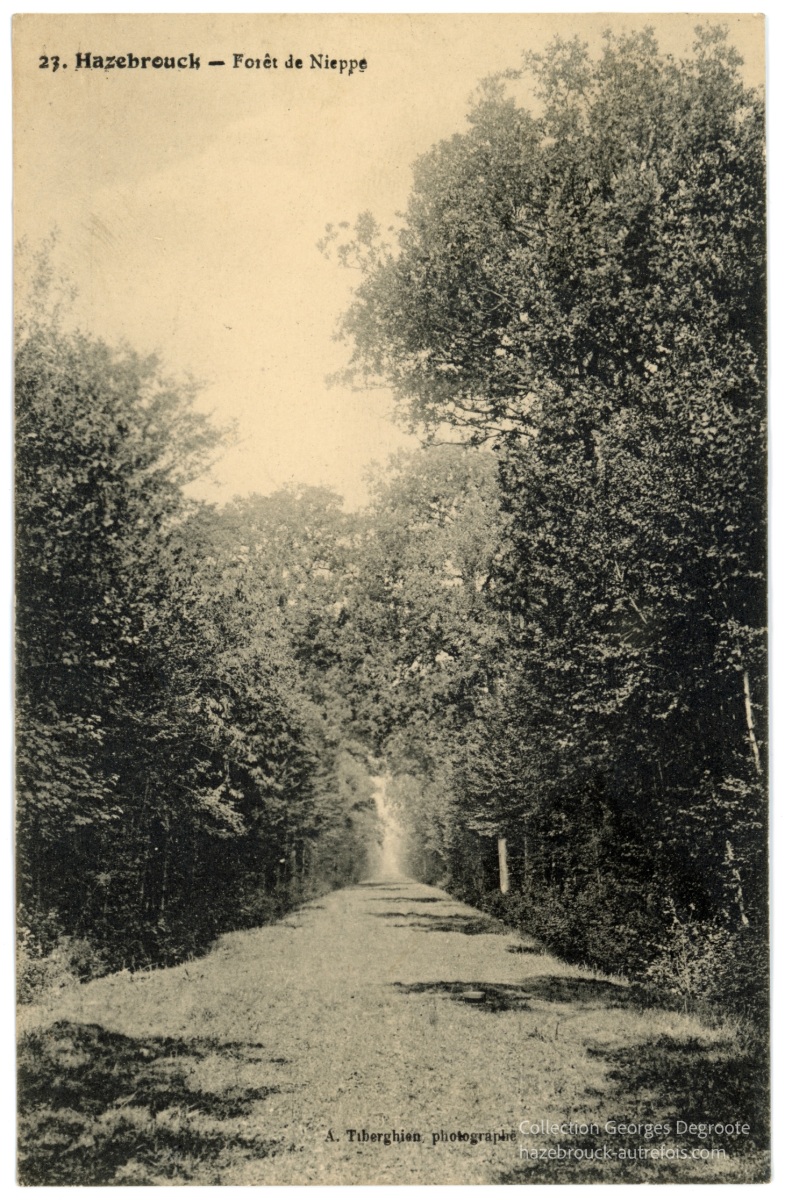 Forêt de Nieppe