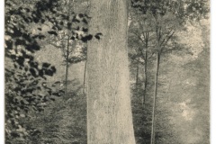 Le gros Chêne